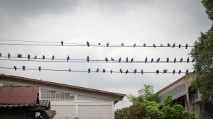 Vögel über Bangkok